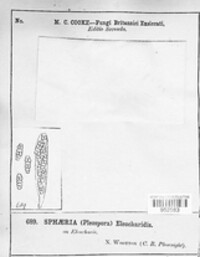 Pleospora eleocharidis image
